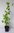 Pracht-Kuchenbaum Cercidiphyllum japonicum var. magnificum Pflanze 25-30cm