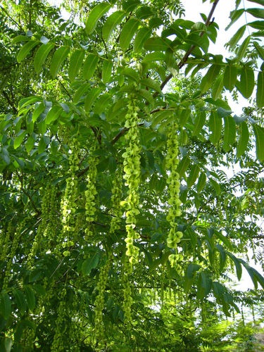 Kaukasische Flügelnuss Pterocarya fraxinifolia Pflanze 45-50cm Nussbaum Rarität