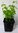 Echter Hopfen Humulus lupulus L. Pflanze 25-30cm Bierhopfen Hoppen Hopfenpflanze