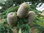 Himalaya-Zeder Cedrus deodara Pflanze 35-40cm Himalayazeder Zeder Rarität
