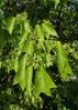 Dreispitz-Ahorn Acer buergerianum Pflanze 25-30cm Dreizahn-Ahorn Burgen-Ahorn