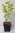 Europäische Hopfenbuche Ostrya carpinifolia Pflanze 5-10cm Gemeine Hopfenbuche
