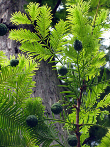 Echte Sumpfzypresse Taxodium distichum Pflanze 25-30cm Sumpfeibe Zyresse