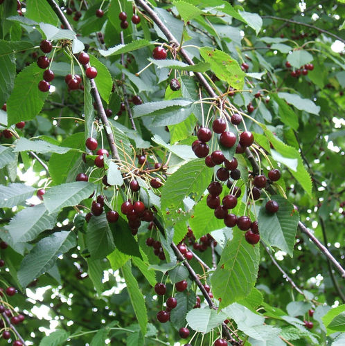 Süßkirsche Prunus avium Pflanze 15-20cm Vogelkirsche Vogel-Kirsche Kirschbaum