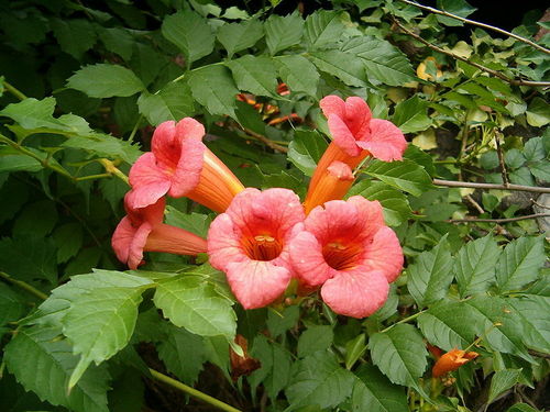 Klettertrompete Campsis radicans 'Flamenco' Pflanze 15-20cm veredelt Rarität