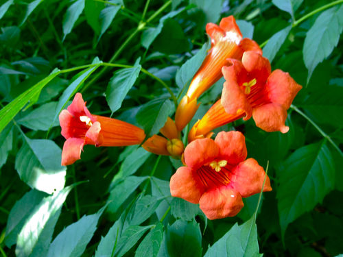Klettertrompete Campsis radicans 'Indian Summer' Pflanze 15-20cm veredelt