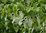 Taschentuchbaum Davidia involucrata var. vilmoriniana Pflanze 5-10cm Taubenbaum