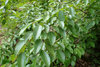 Koreanische Hainbuche Carpinus turczaninowii Pflanze 5-10cm Rarität