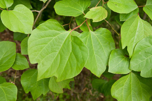 Stumpfblättriger Fieberstrauch Lindera obtusiloba Pflanze 15-20cm Rarität