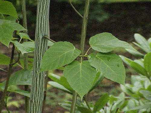 Amerikanischer Streifen-Ahorn Acer pensylvanicum Pflanze 15-20cm Ahorn Rarität