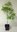 Japanischer Ahorn Acer japonicum Aconitifolium Pflanze 25-30cm jap. Feuerahorn