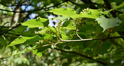 Davids-Ahorn Acer davidii Pflanze 45-50cm Davids Schlangenhaut-Ahorn Rarität