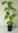 Davids-Ahorn Acer davidii Pflanze 45-50cm Davids Schlangenhaut-Ahorn Rarität