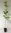 Amerikanischer Streifen-Ahorn Acer pensylvanicum Pflanze 25-30cm Ahorn Rarität