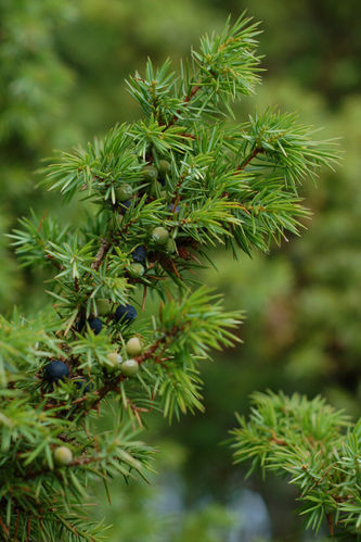 Gemeiner Wacholder Juniperus communis Pflanze 45-50cm Heide-Wacholder Feuerbaum