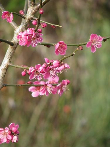 Japanische Zier-Aprikose Prunus mume ‘Beni-chi-dori’ Pflanze 45-50cm Rarität