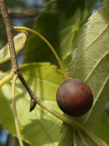 Europäischer Zürgelbaum Celtis australis Pflanze 70-80cm Nesselbaum Rarität