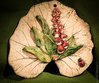 Blatt Fingerhut 1 