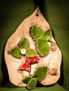 Blatt Pilze 2 