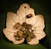 Blatt Erdbeere 1 
