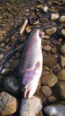 Eine über 3 kg schwere Regenbogenforelle aus der Isar\\n\\n21.10.2016 22:02