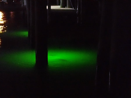 Florida: An den Stegen sind grüne Lichter angebracht um Snook und Redfish bei Nacht anzulocken. Eine geile Fischerei auf Sicht in der Nacht.\\n\\n26.01.2019 22:09