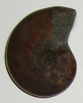 Ammolith TS 1 ca. 2,0 cm breit x 2,6 cm hoch x 0,8 cm dick (5,4 gr.)