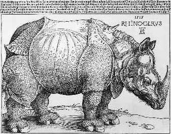 Das Rhinozeros 1515
