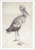 Kunstpostkarte "Studie eines Storches"