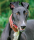 Sponsor a Kerry Greyhound