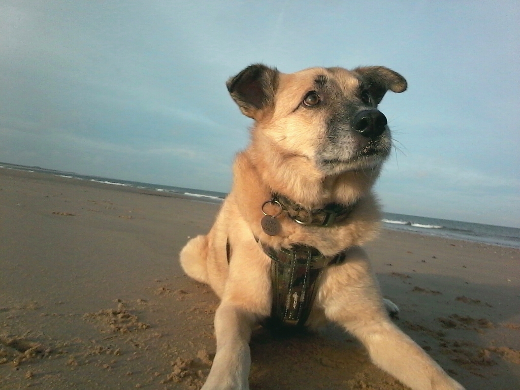 Louie_on_the_beach