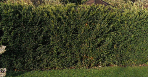 Instant Yew - Taxus Baccata Hedging