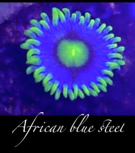 african blue steel zoa on frag plug