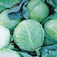 Cabbage - all