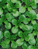 Corn Salad (also called Lambs Lettuce) Vegetable Seeds