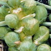 Brussels Sprouts Early Half tall