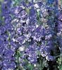 Larkspur Blue and White