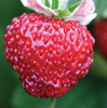 Strawberry Mignonette