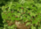 Strawberry Atilla (trailing alpine)