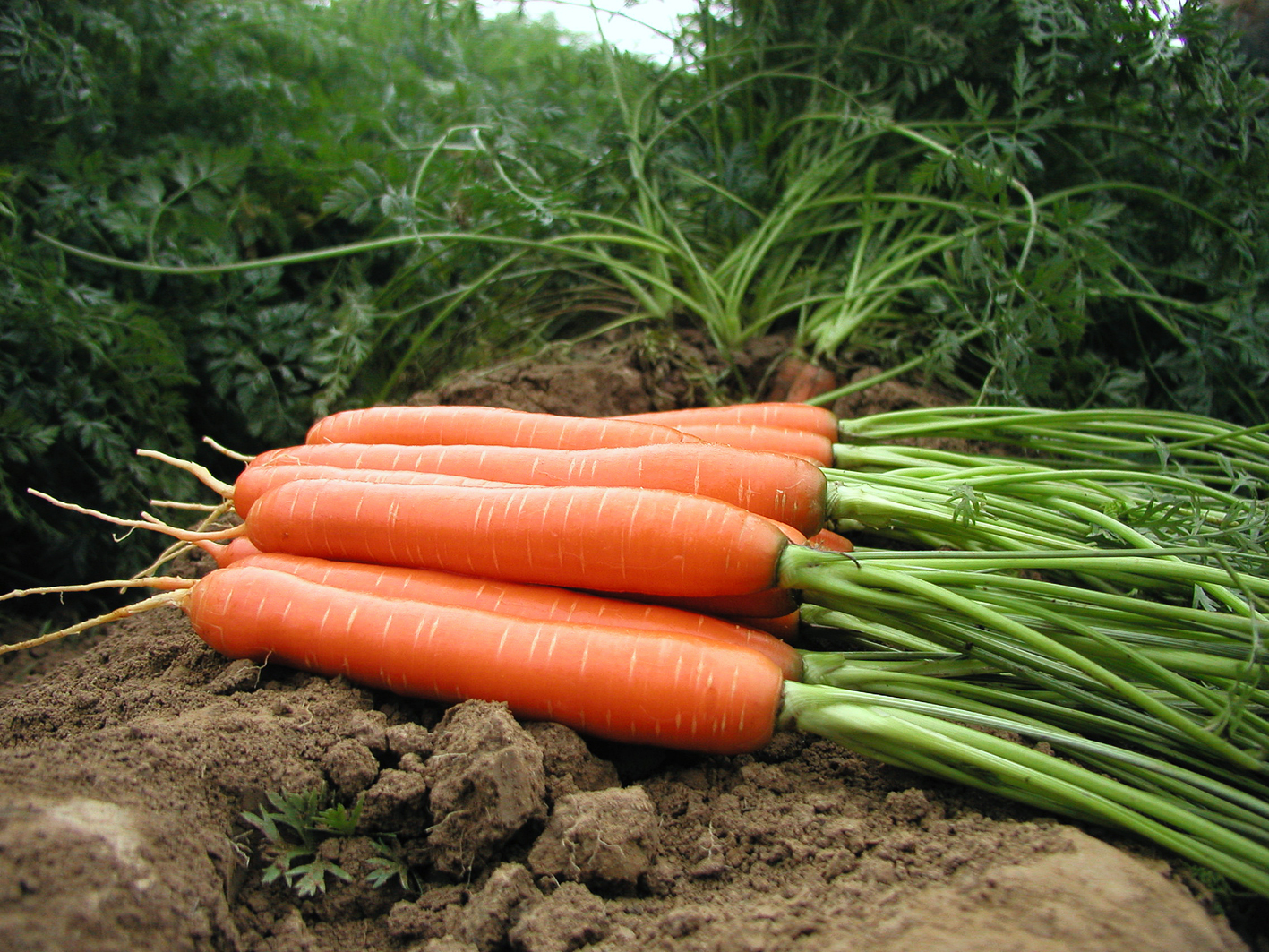 carrot_Romance_F1