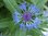 Blaue Berg-Flockenblume Centaurea montana