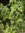 Gefleckter Schierling Conium maculatum