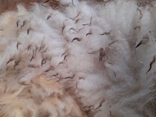 Exmoor Horn Large Raw (Unwashed) Full Fleece