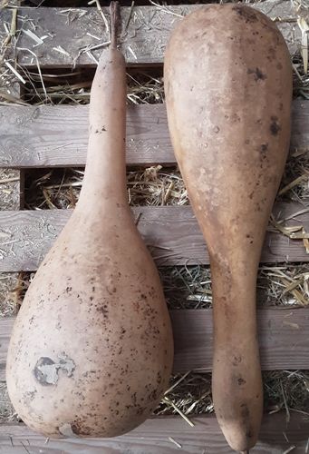 Dried and Washed  long bottle gourds Set of Two