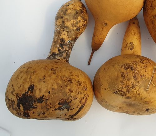 Marked Dried and washed Large Bottle gourds Set of Two