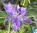Blüte: Weihnachtsstern lila