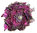 Blüte lila/fuchsia-farben