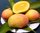 Mango - Passionsfrucht Konfitüre
