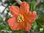 Granatapfel | Pflanze | Punica granatum | Bioland | winterhart in sehr geschützter Weinbaulage