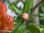 Granatapfel | Pflanze | Punica granatum | Bioland | winterhart in sehr geschützter Weinbaulage